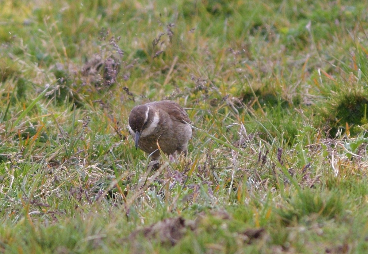 Stout-billed Cinclodes - ML646757580