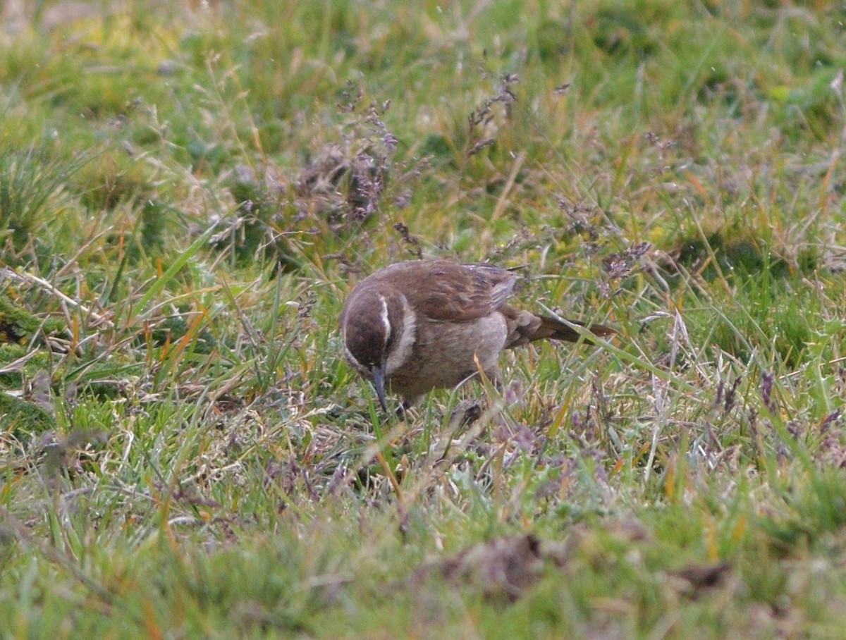 Stout-billed Cinclodes - ML646757581