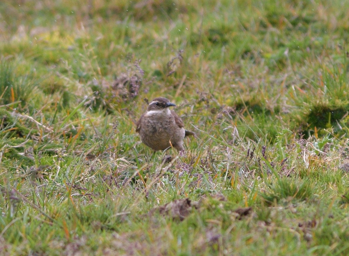 Stout-billed Cinclodes - ML646757582
