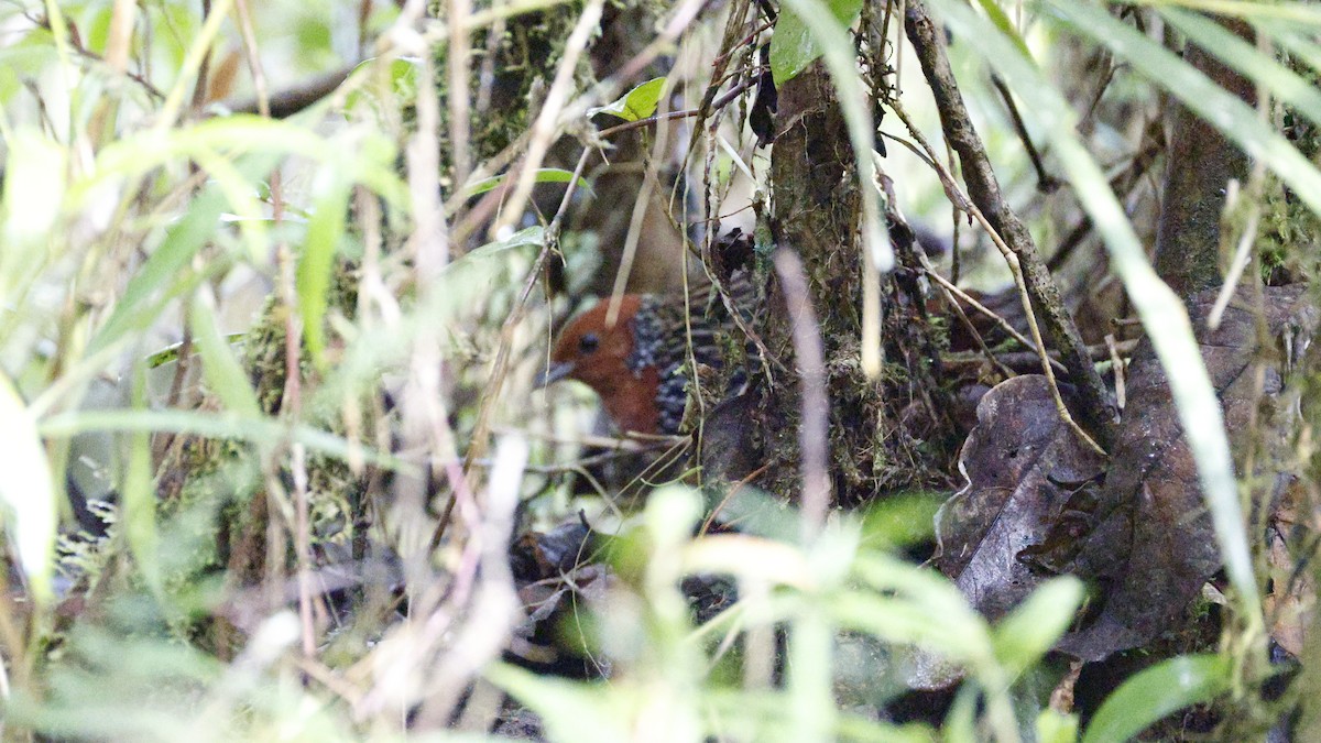 マダガスカルシマクイナ - ML646757583