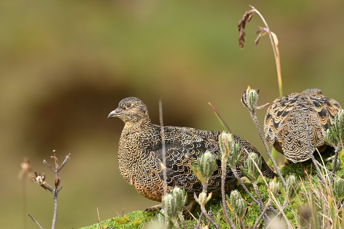 Attagis de Gay - ML646757594