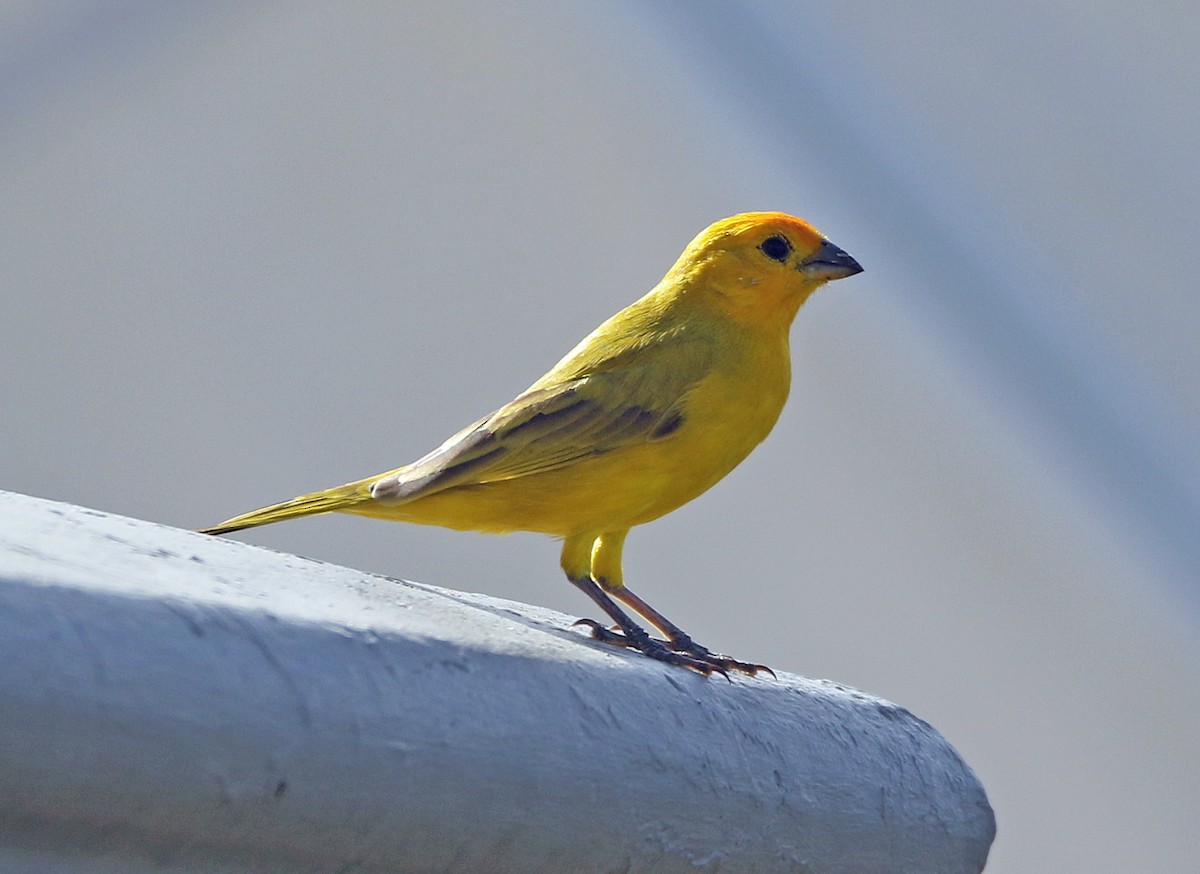 Saffron Finch - ML646757596