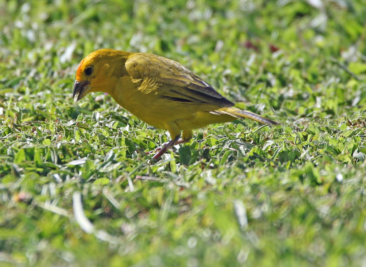 Saffron Finch - ML646757597