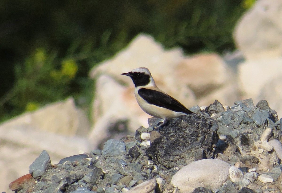 Eastern Black-eared Wheatear - ML646757598