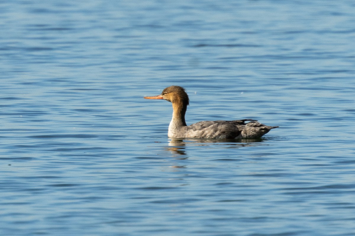 Serreta Mediana - ML646757599