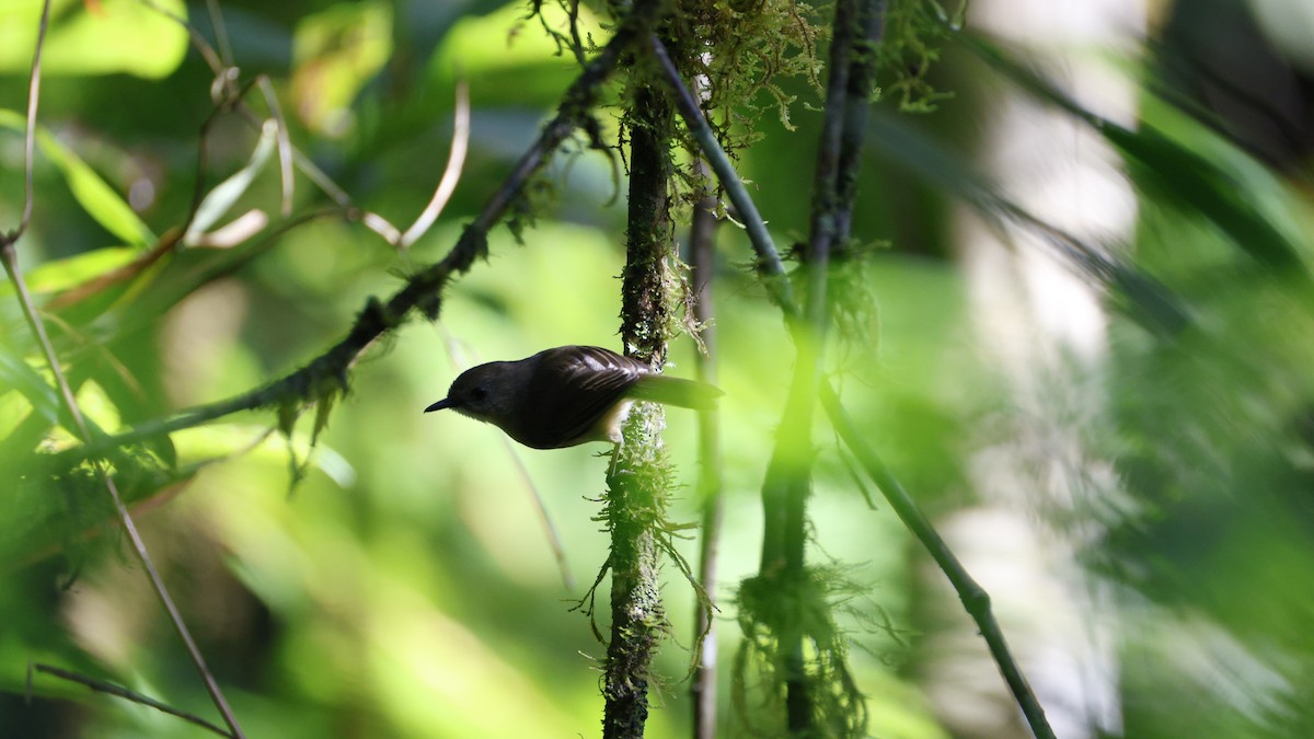 ホオアカニュートンヒタキ - ML646757600