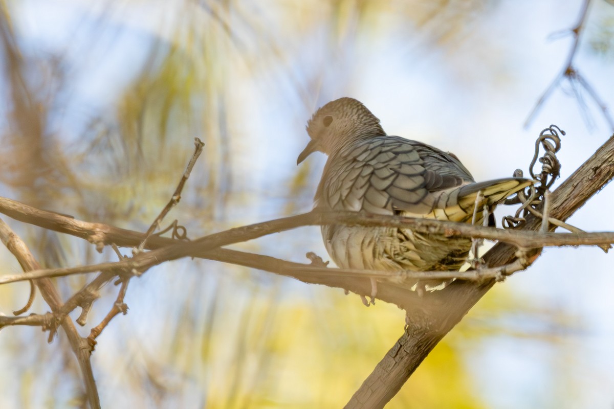 Inca Dove - ML646757602