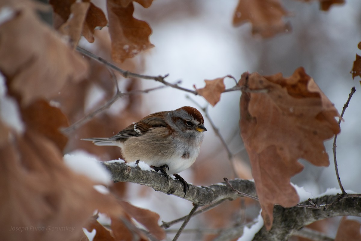 American Tree Sparrow - ML646757609
