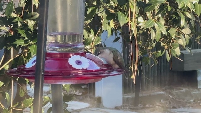 Ruby-throated Hummingbird - ML646757612