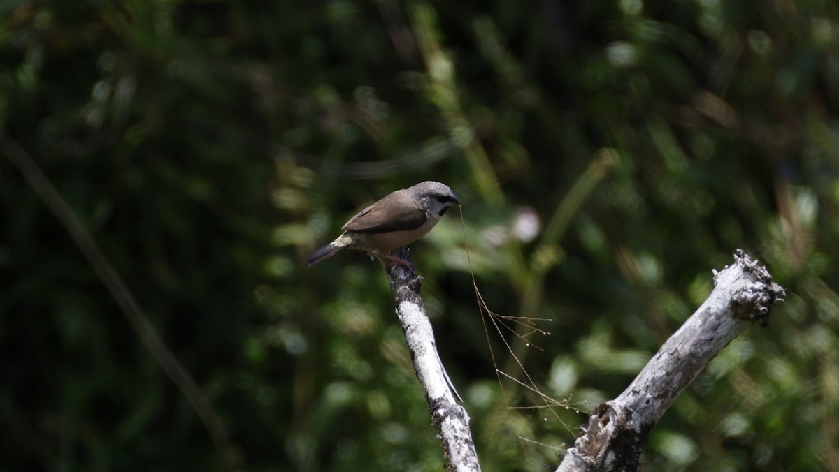 ヒメシチホウ - ML646757614