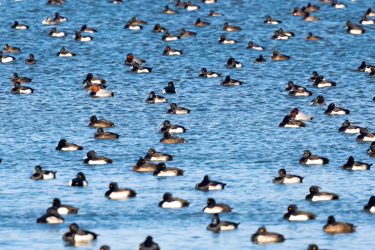 Tufted Duck - ML646757615
