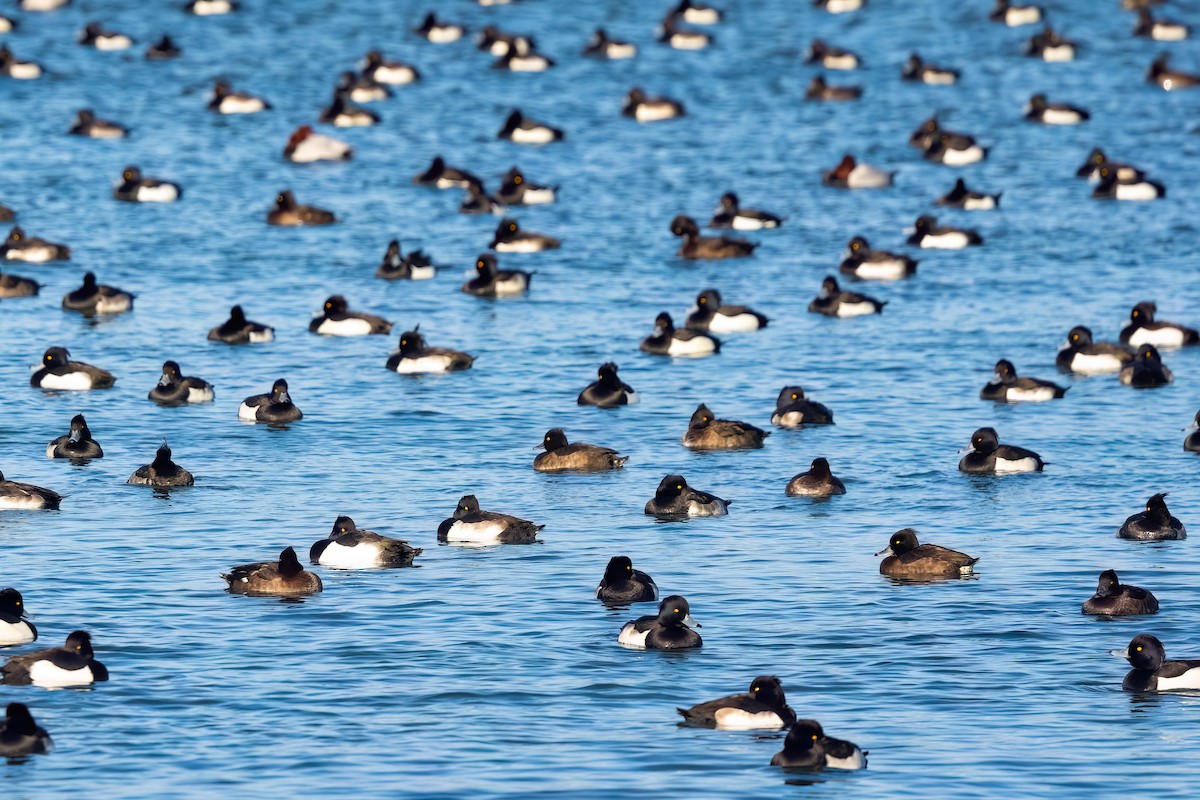 Tufted Duck - ML646757616
