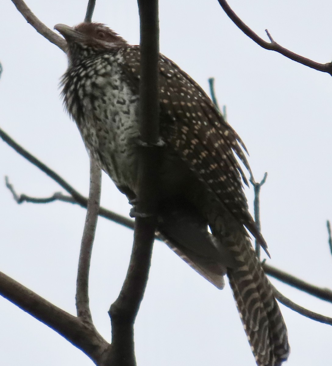 オニカッコウ - ML646757617