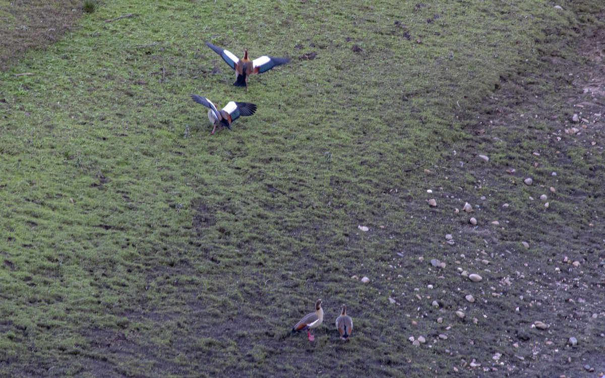 Egyptian Goose - ML646757620