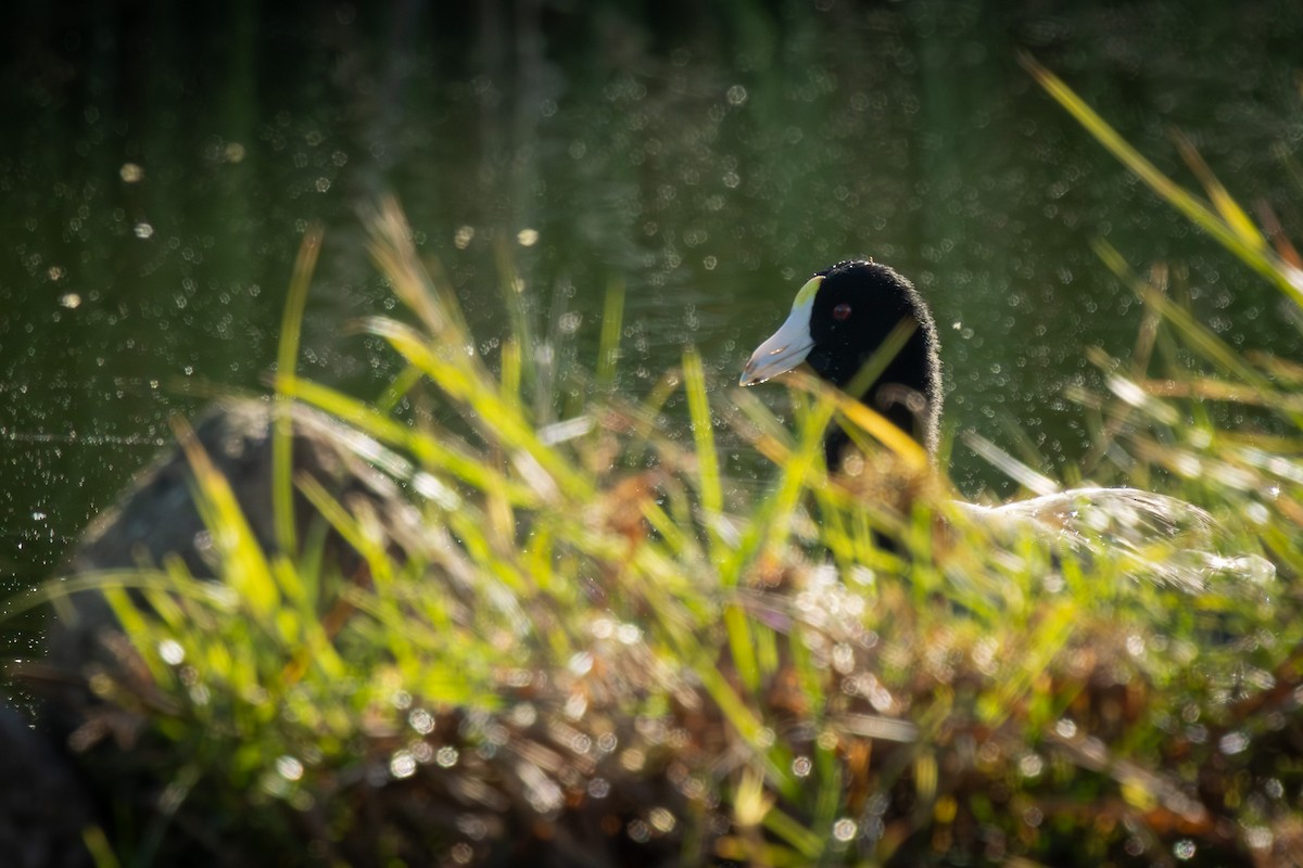 American Coot - ML646757621