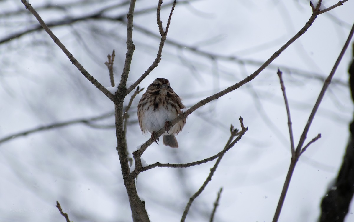 Song Sparrow - ML646757622