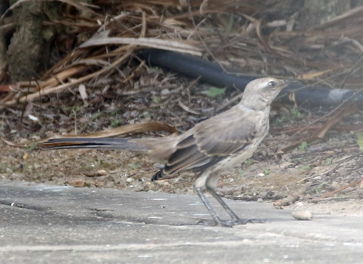 Tropical Mockingbird - ML646757628