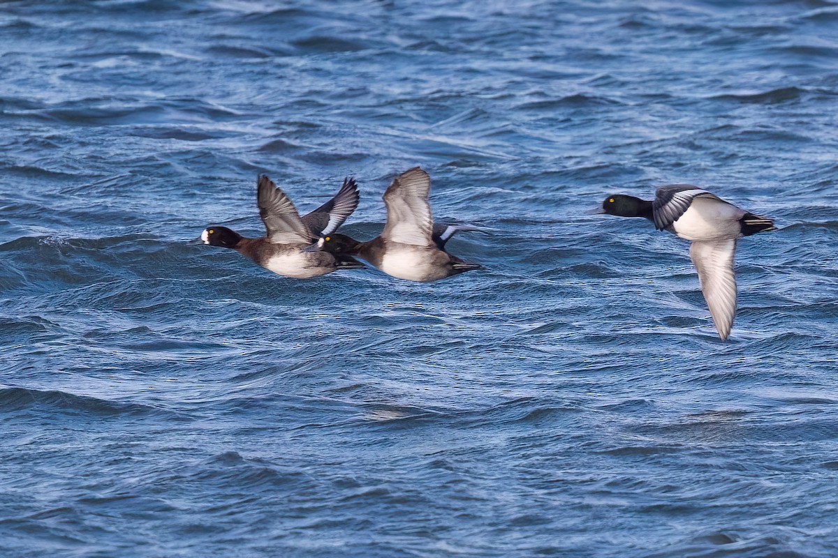 Морская чернеть - ML646757629