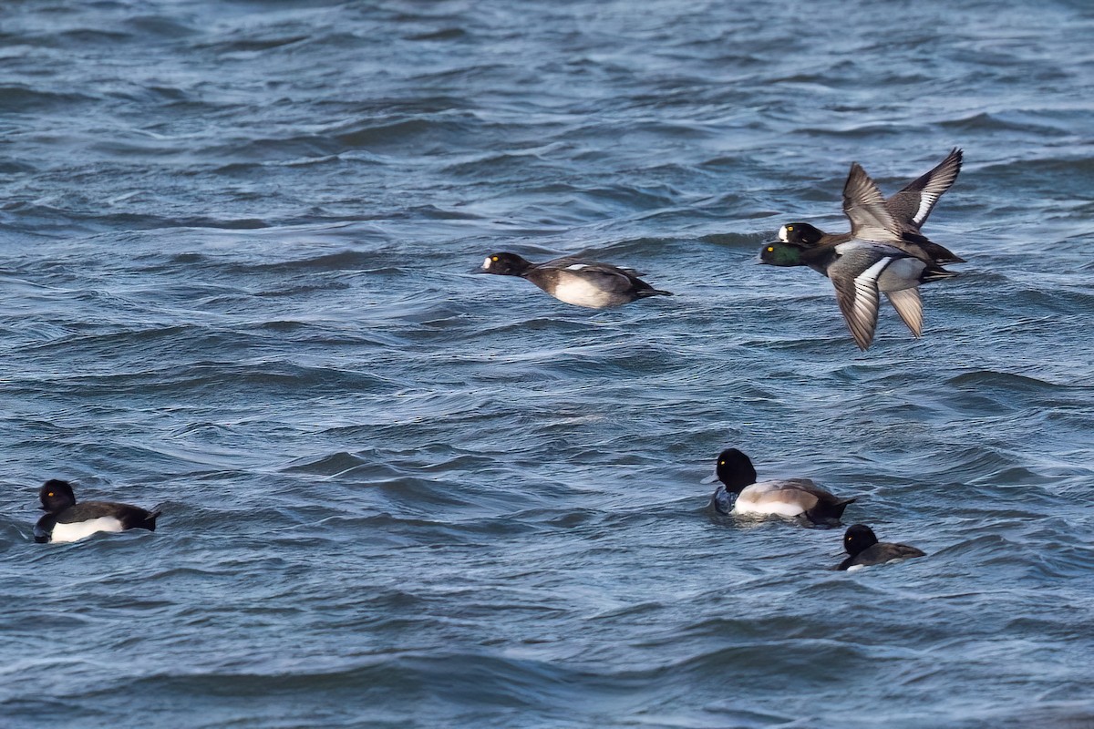 Морская чернеть - ML646757630