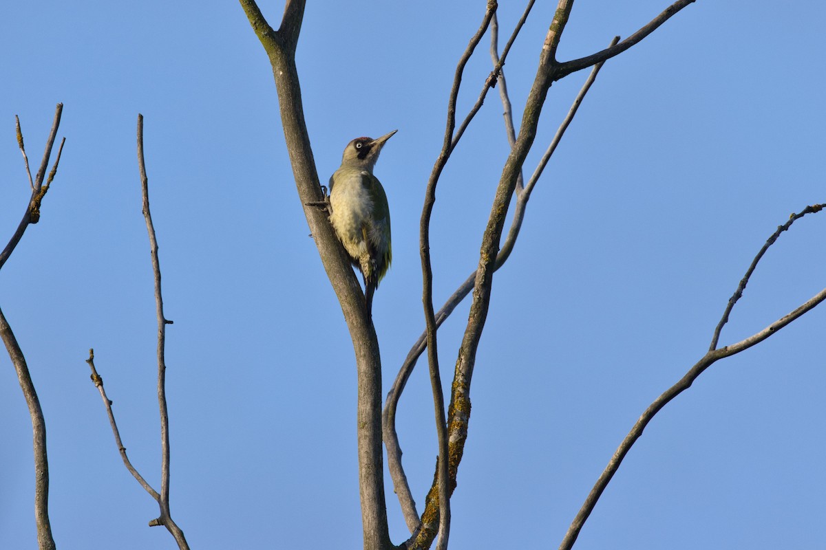Eurasian Green Woodpecker - ML646757631