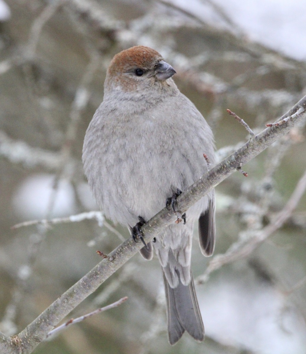 Pine Grosbeak - ML646757633