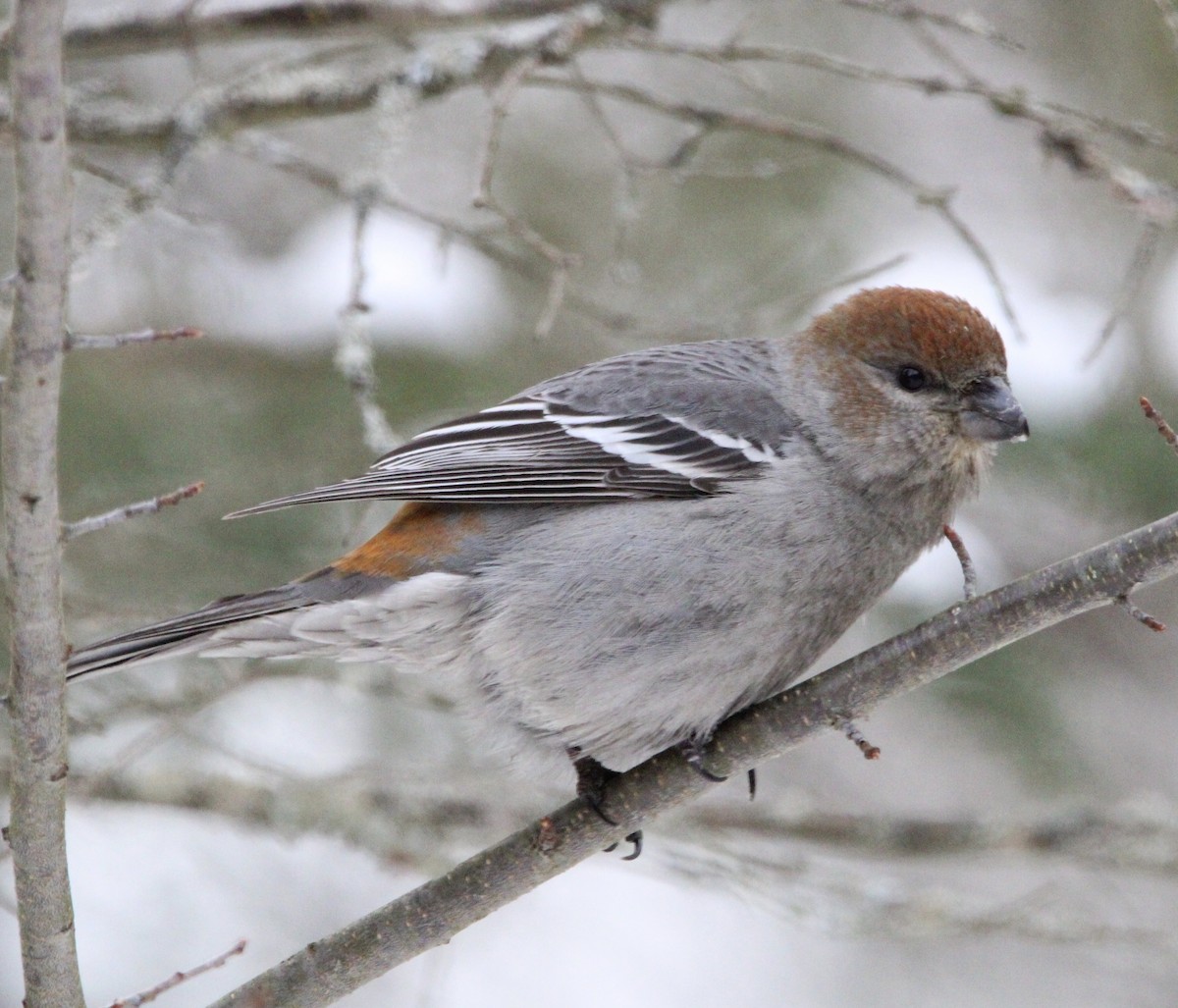 Pine Grosbeak - ML646757634