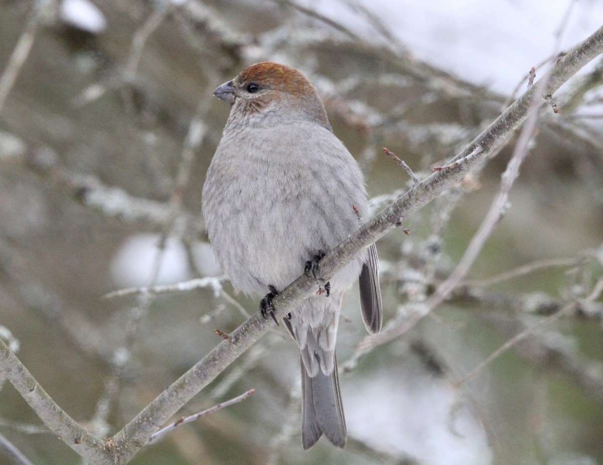 Pine Grosbeak - ML646757635