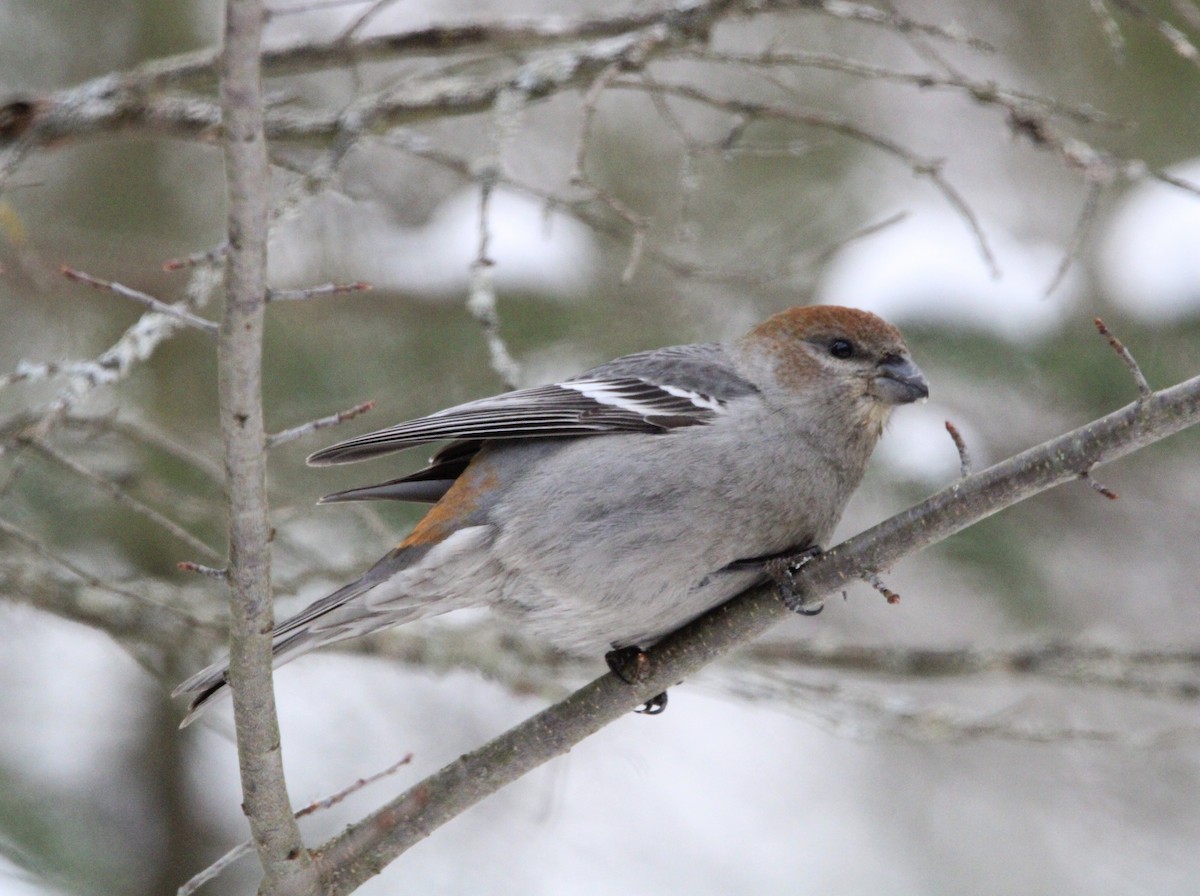 Pine Grosbeak - ML646757636