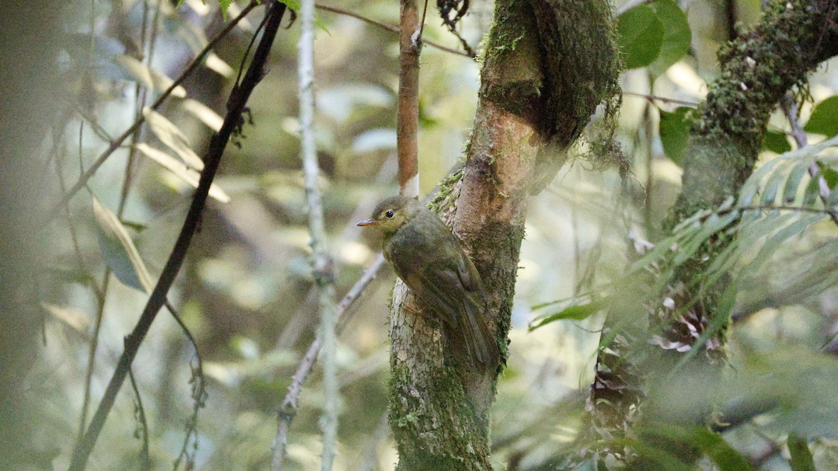 コバシマダガスカルヒヨドリ - ML646757638