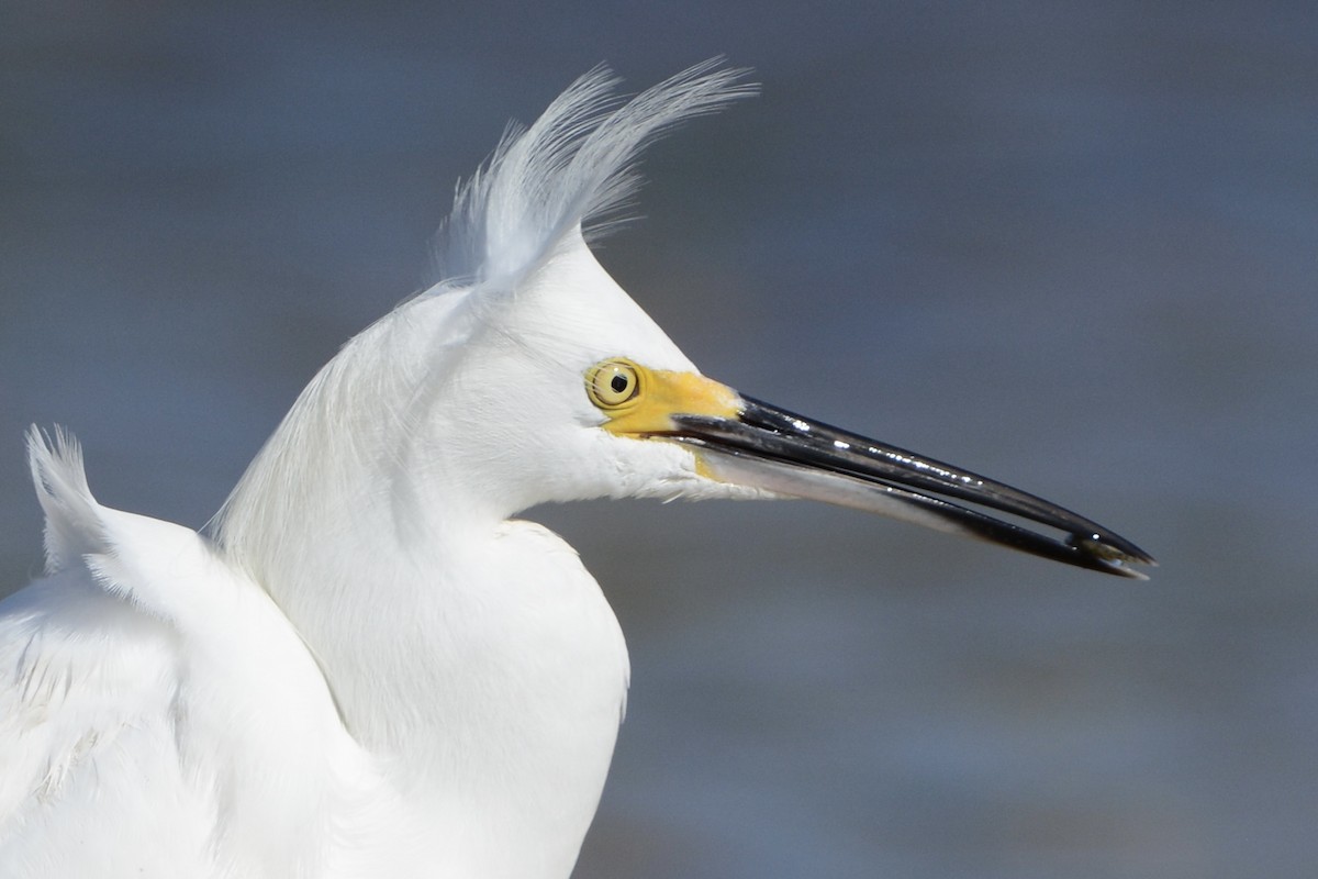 snøhegre - ML646757640