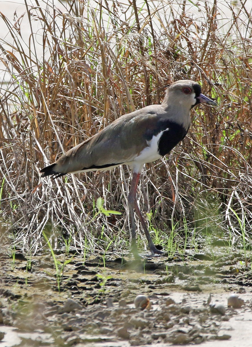 Southern Lapwing - ML646757642