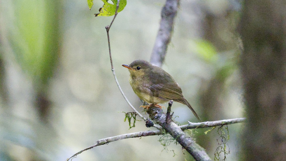 コバシマダガスカルヒヨドリ - ML646757645