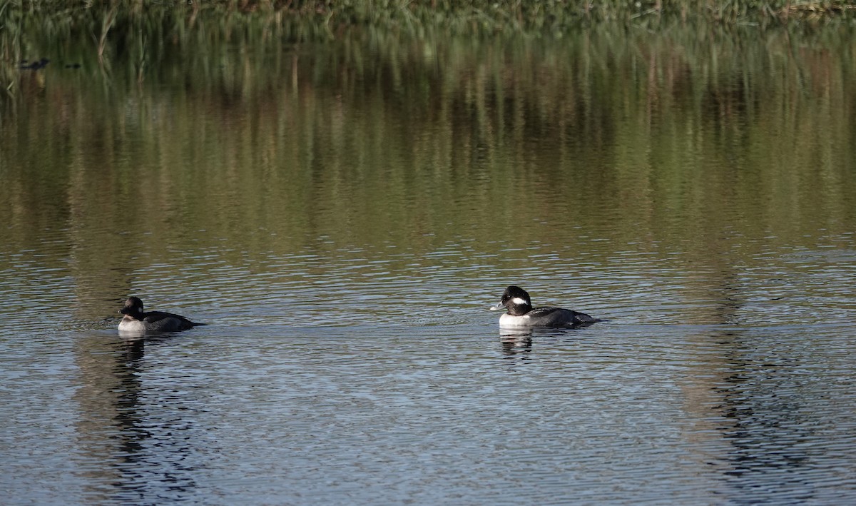 עבראש לבנוני - ML646757648