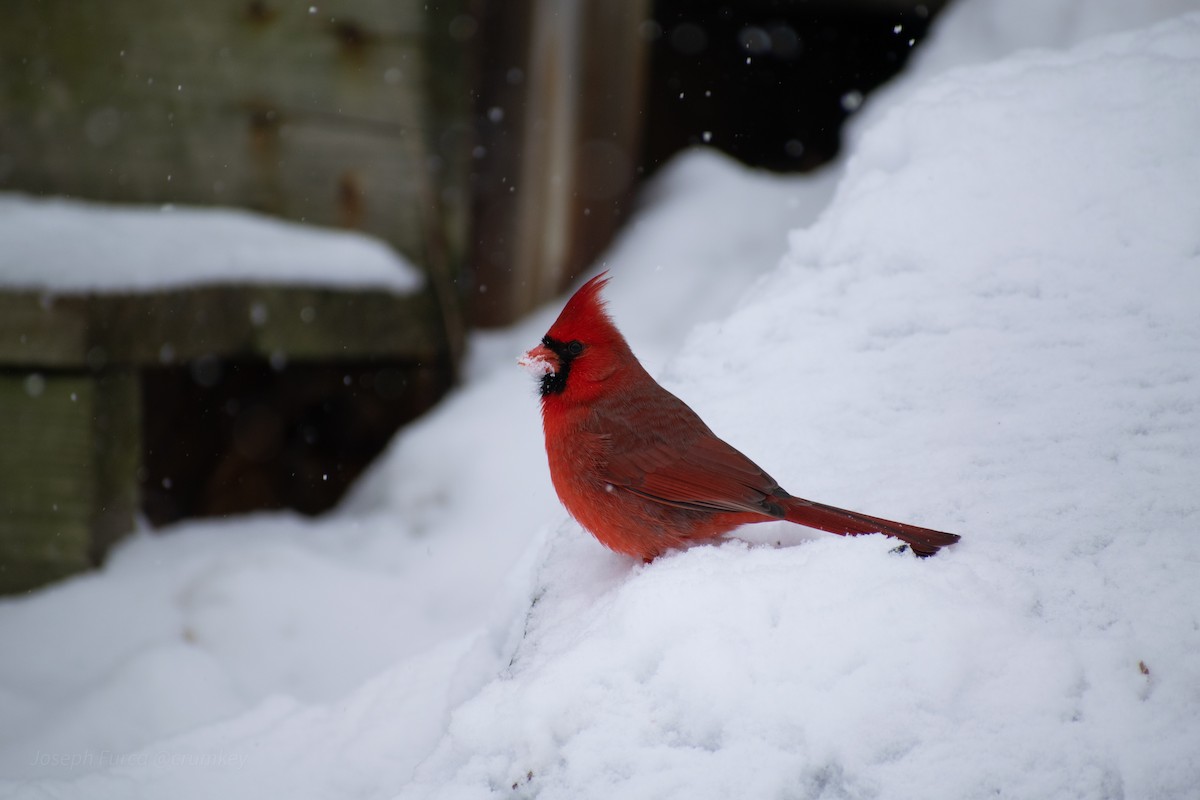 Northern Cardinal - ML646757649