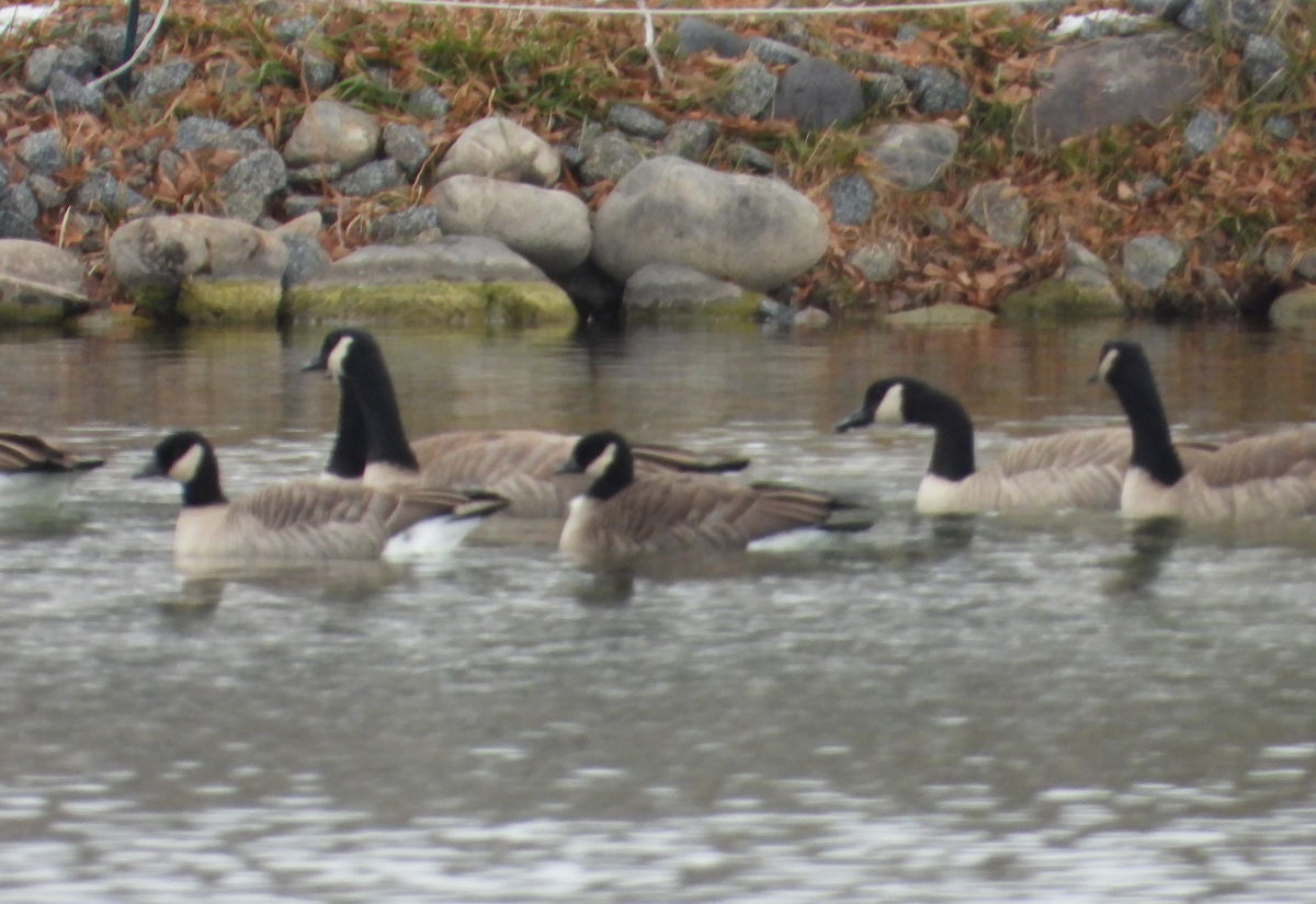 Cackling Goose - ML646757650