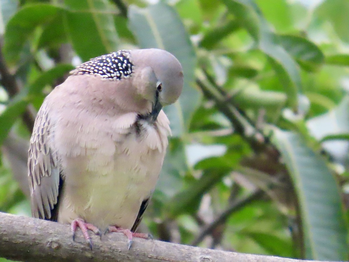 カノコバト - ML646757651