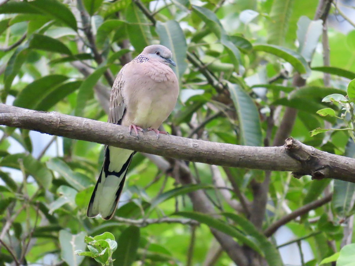 カノコバト - ML646757652