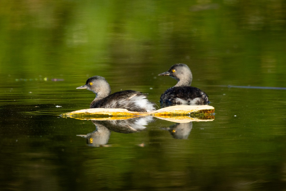 Least Grebe - ML646757655