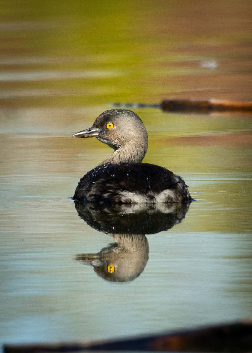 Least Grebe - ML646757656