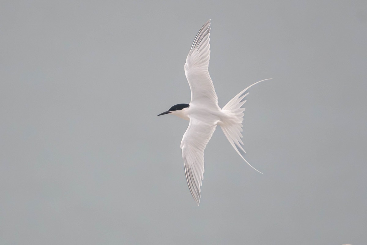 Крячок рожевий - ML646757658