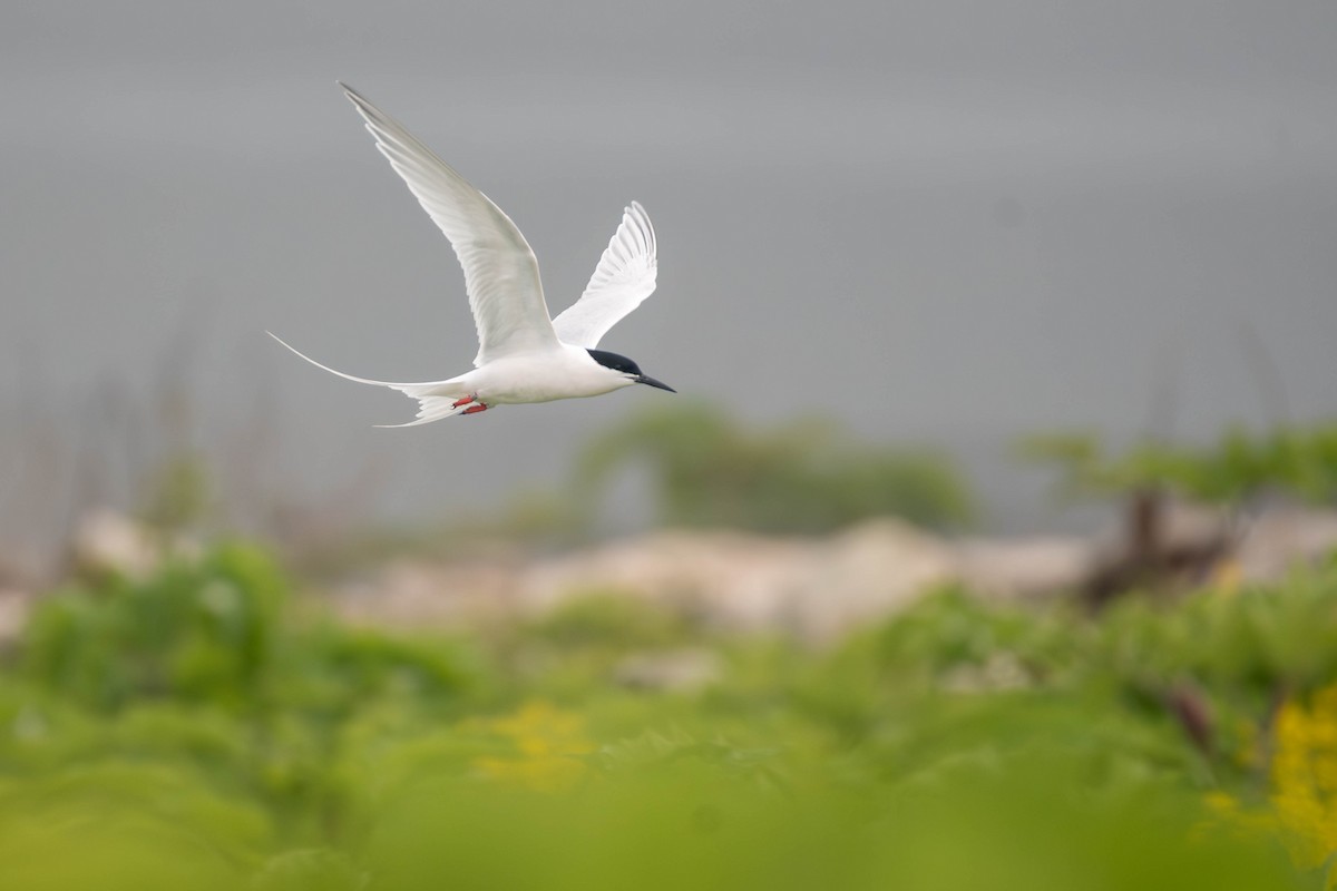 Крячок рожевий - ML646757659