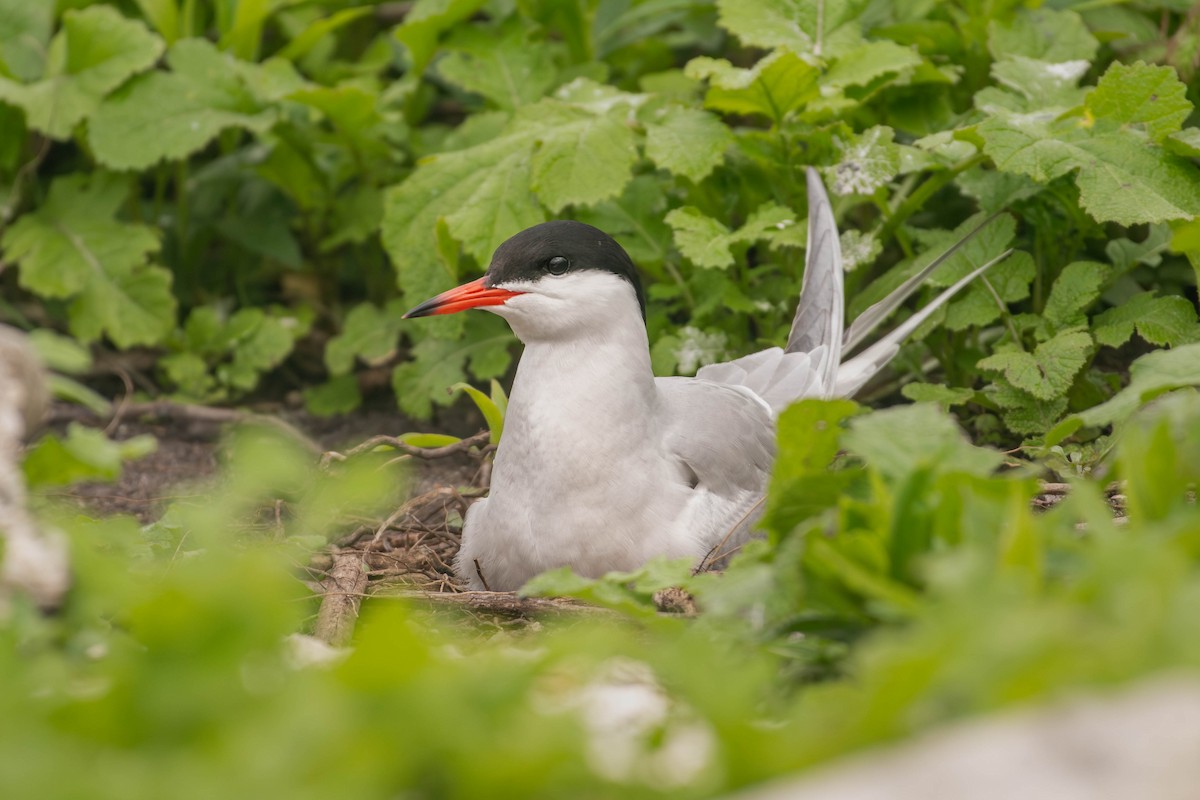 Common Tern - ML646757660