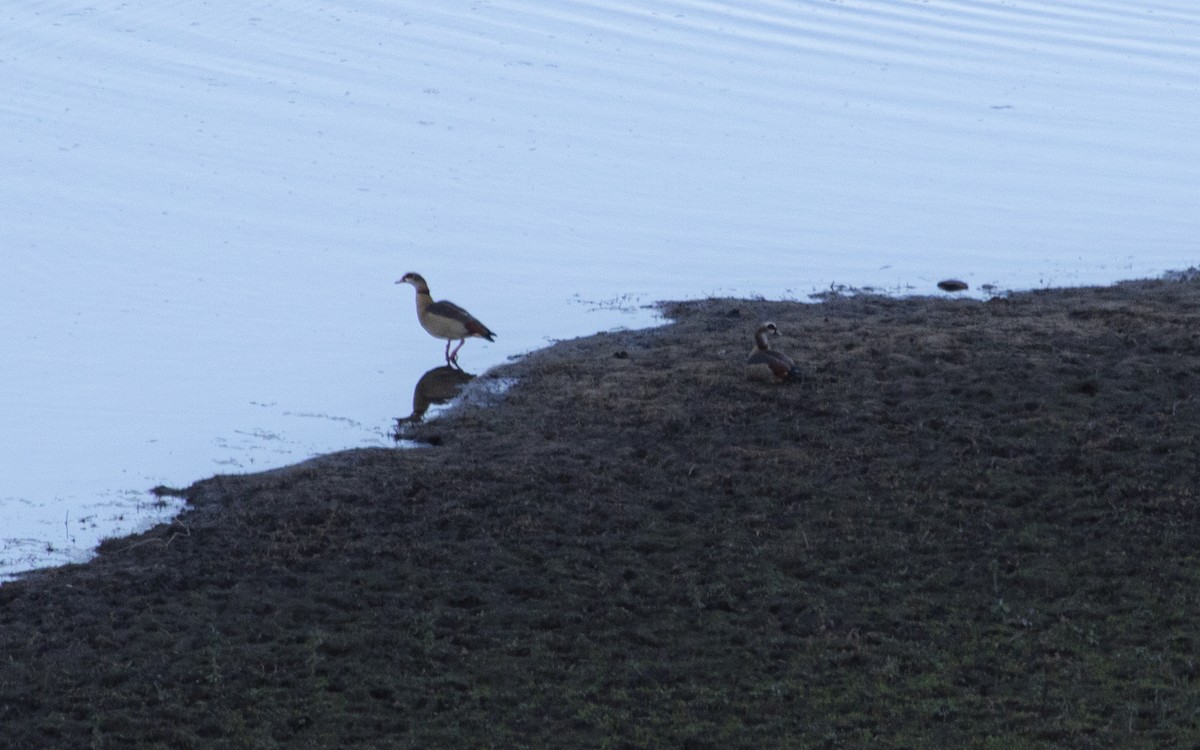 Egyptian Goose - ML646757662