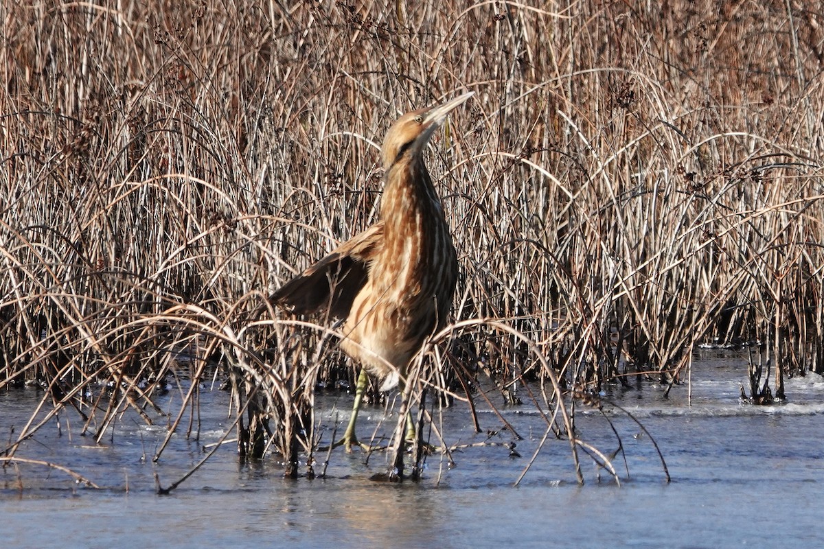 Бугай американський - ML646757663