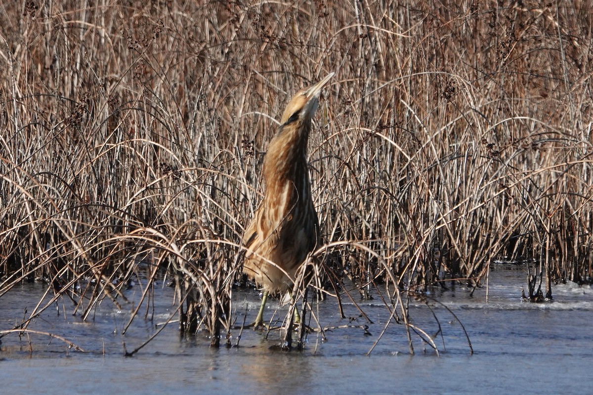 Бугай американський - ML646757664