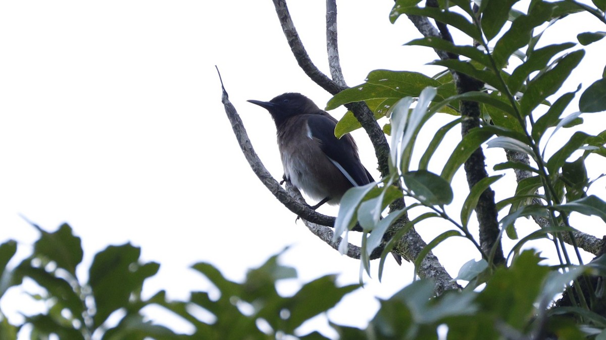 マダガスカルムクドリ - ML646757667