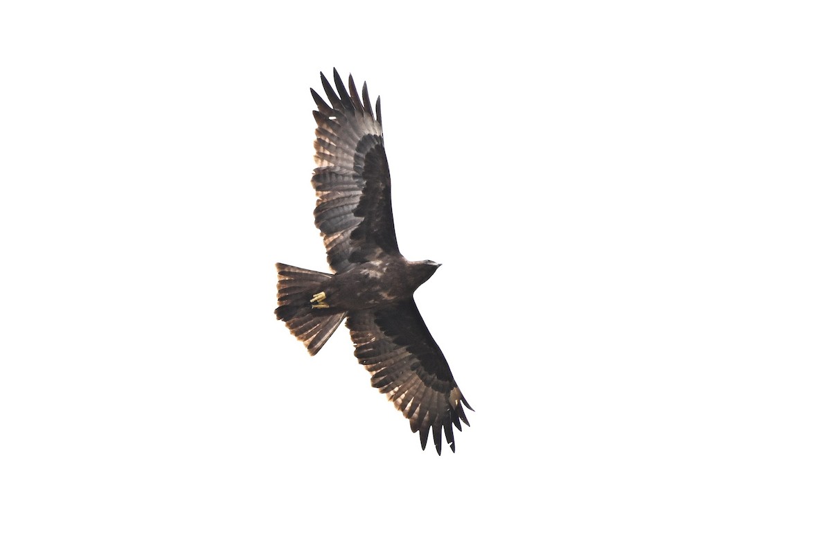 Wahlberg's Eagle - ML646757670