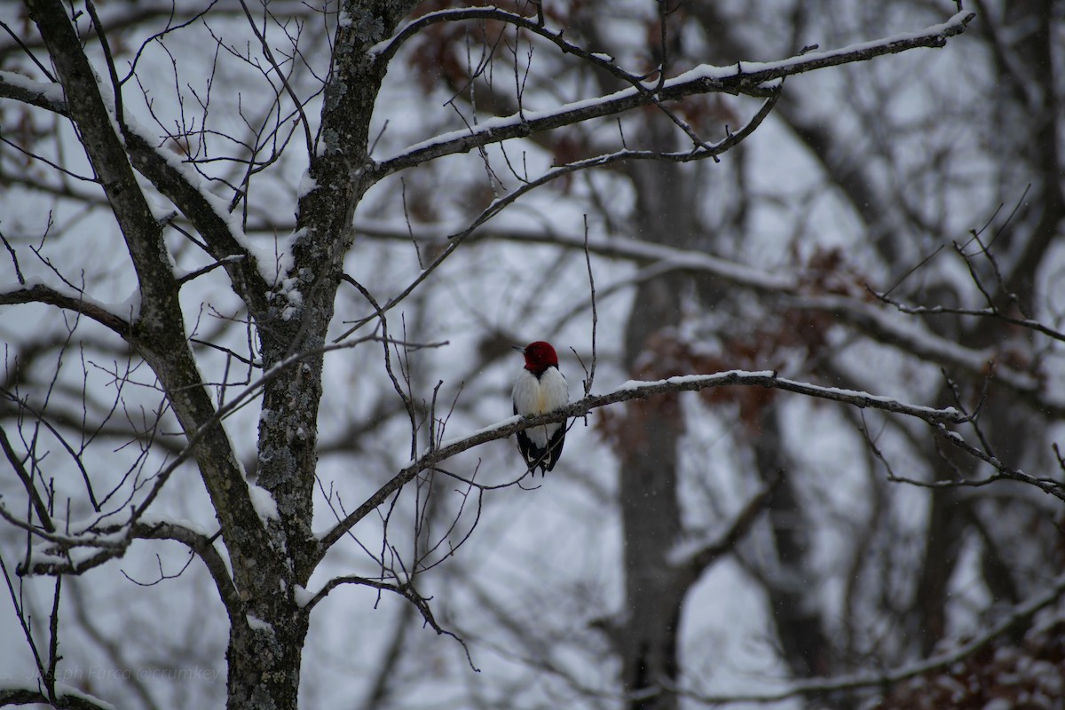 Red-headed Woodpecker - ML646757674