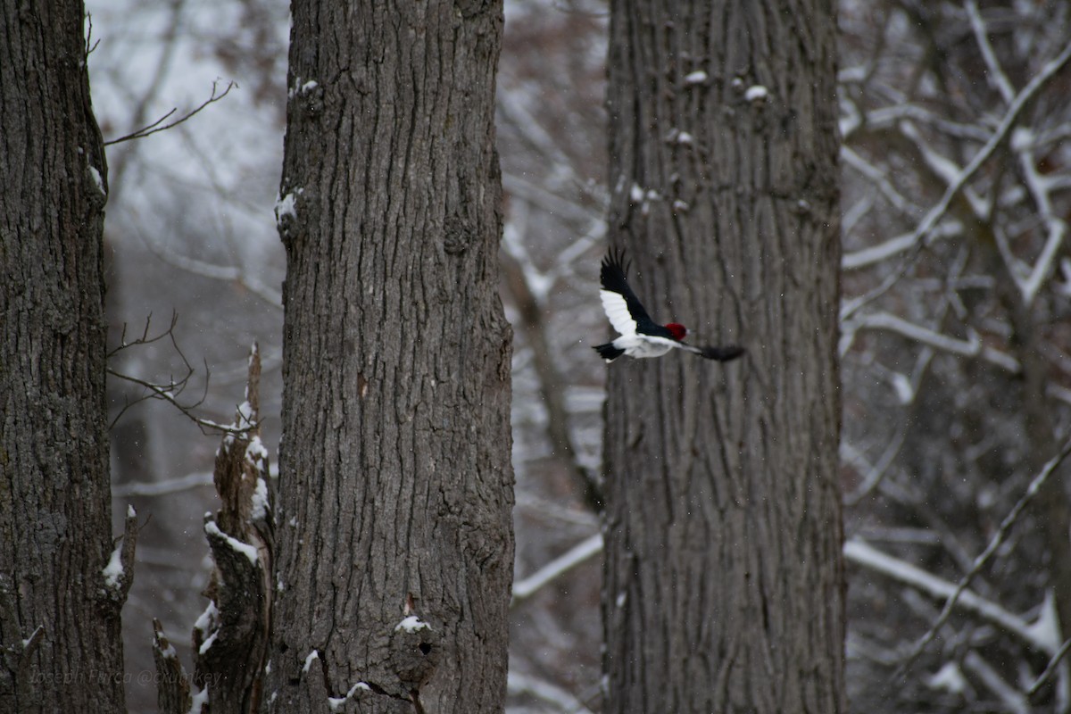 Red-headed Woodpecker - ML646757676