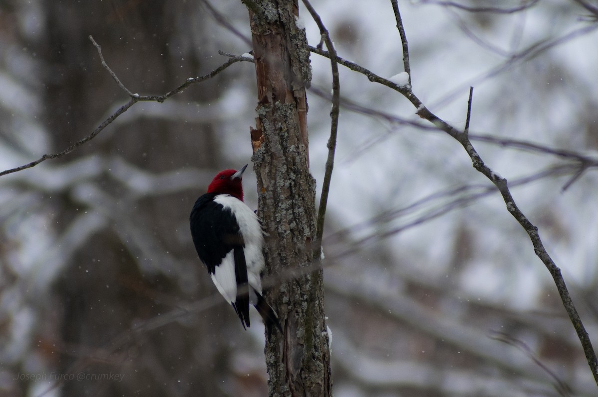Red-headed Woodpecker - ML646757681
